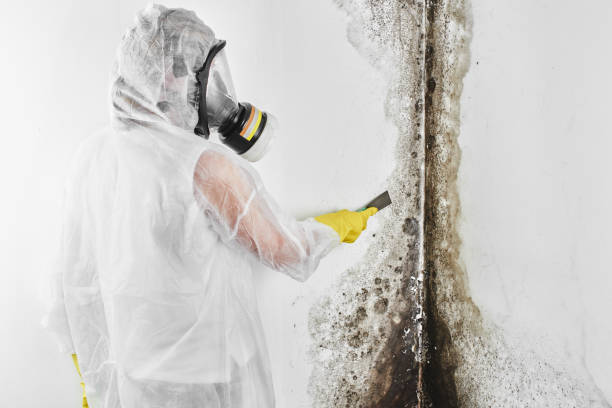 Best Emergency Mold Remediation in Weston, WV